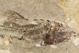 Rare Cretaceous Fossil Fish (Spaniodon) - Lebanon #200282-2